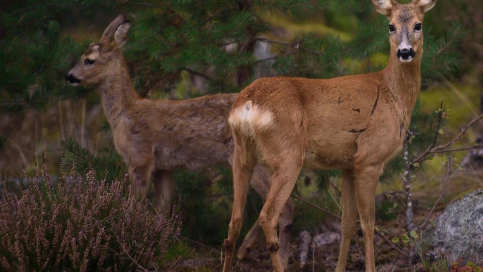 Lenke til artikkel: Høyring og offentleg ettersyn av forskrift om endring av forskrift om opning av jakt og fastsetting av minsteareal for elg, hjort og rådyr og fastsetting av fellingsavgifter for elg og hjort, Skjåk kommune, Innlandet