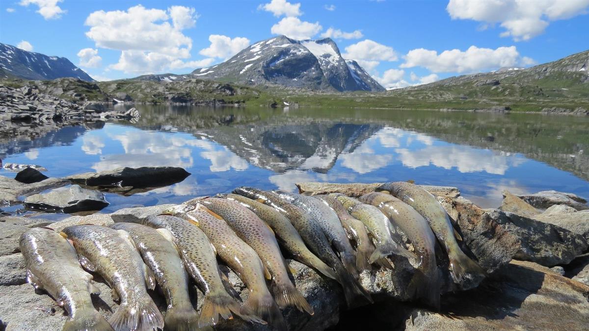 Illustrasjonsfoto av fangst av aure (ørret) - Klikk for stort bilde